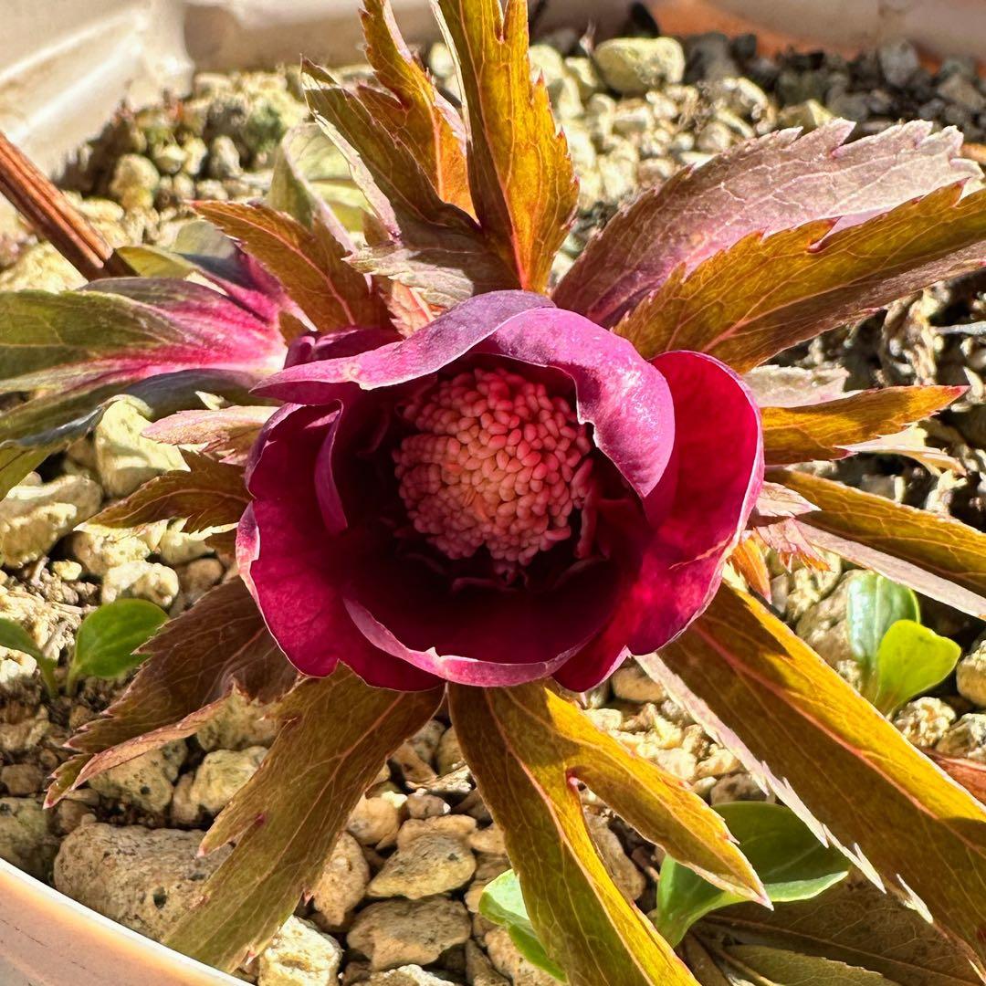 クリスマスローズ ミスティーク×紅 交配苗 大木ナーサリー