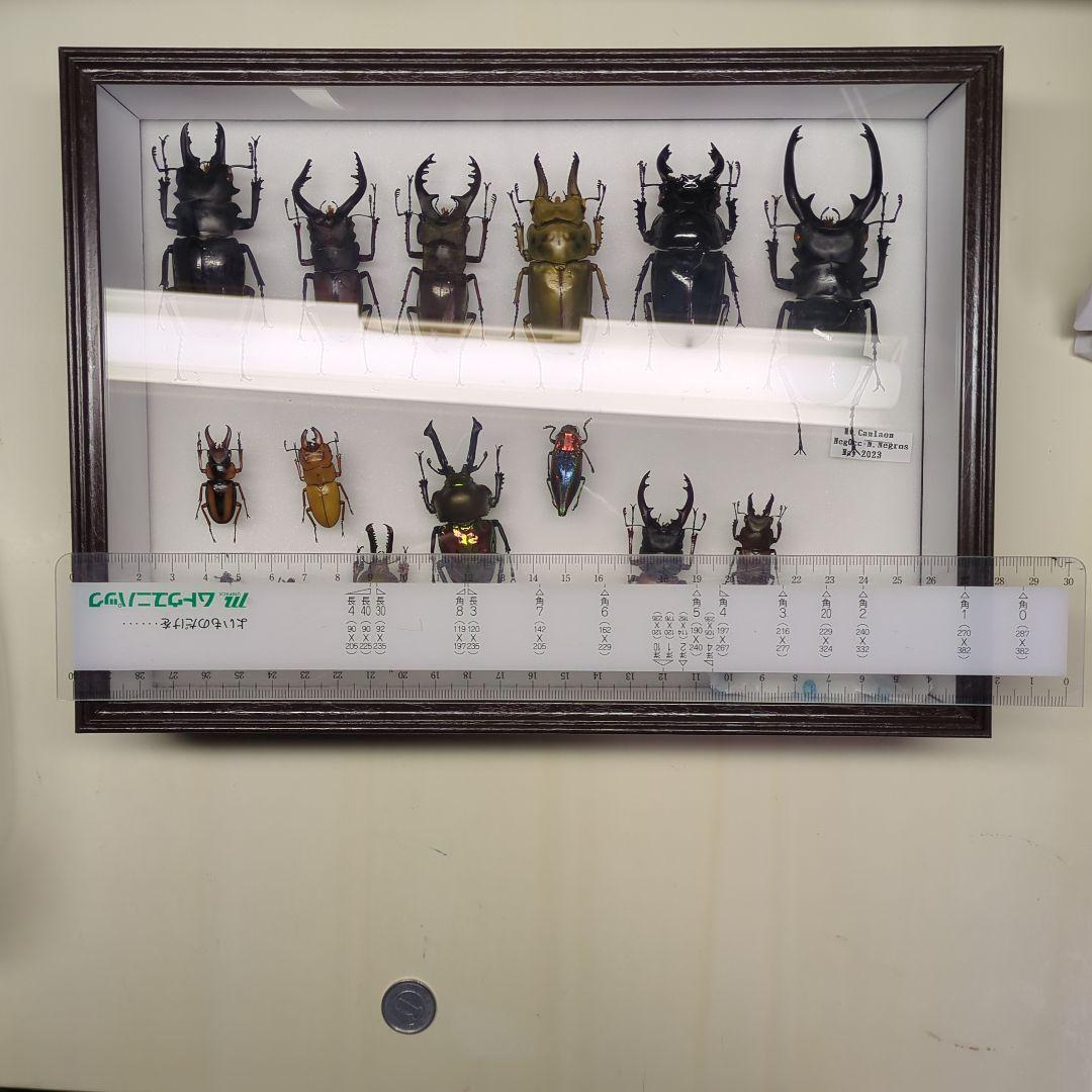 海外 クワガタ 標本 セット シーラ箱入り - メルカリ