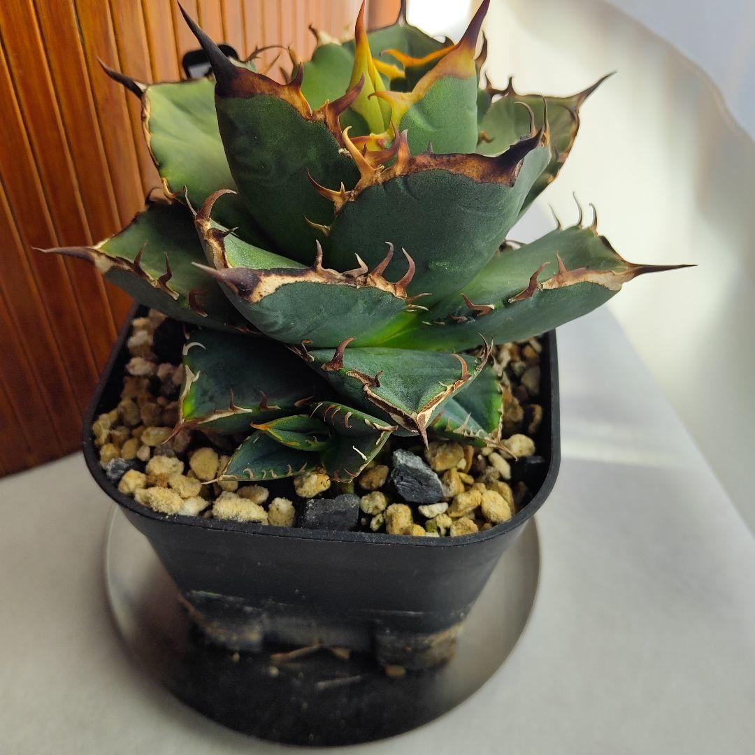 アガベ オテロイ実生選抜(メキシコ産種子)② 子株着き - メルカリ