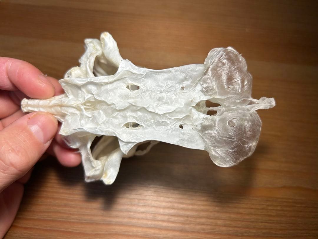 ユメザメの頭骨標本(サメ骨格) - メルカリ