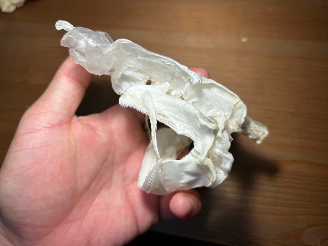 ユメザメの頭骨標本(サメ骨格) - メルカリ