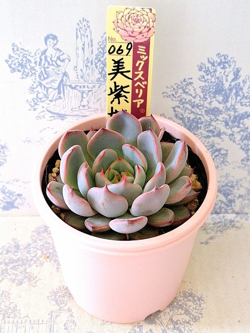 美紫妃 札付きポットごとメルカリ便おらいさん苗ミックスベリア - メルカリ