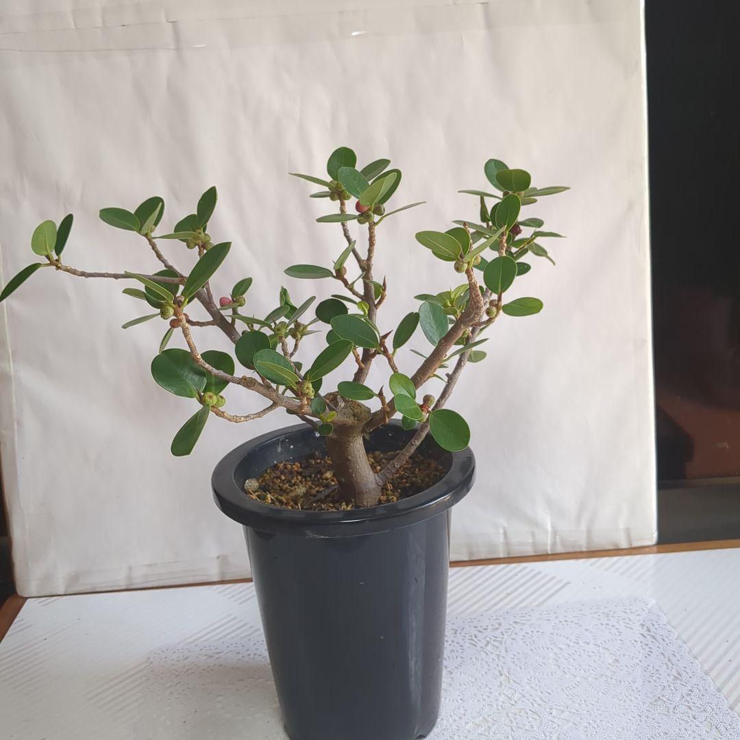 ガジュマル、パンダガジュマル。盆栽。観葉植物。鉢ごと発送致します