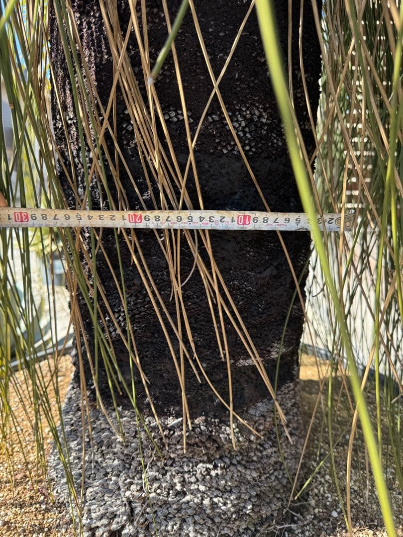 Yoshihiro Fukaki クサントロエアプレイシー ブラックボーイ