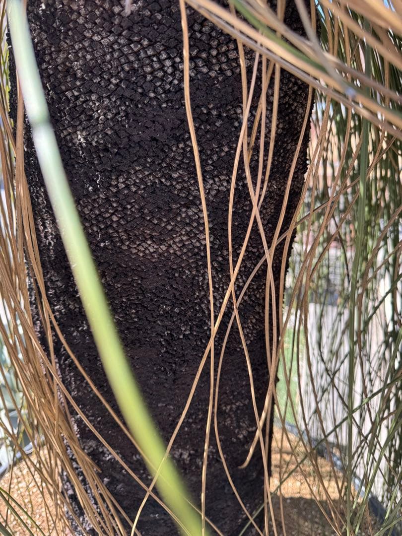 Yoshihiro Fukaki クサントロエアプレイシー ブラックボーイ