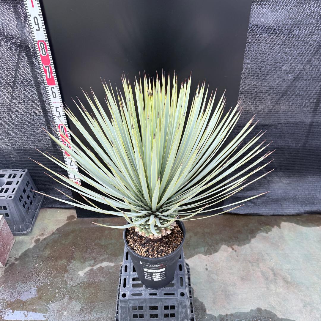 AL1219】ユッカ ロストラータ - メルカリ