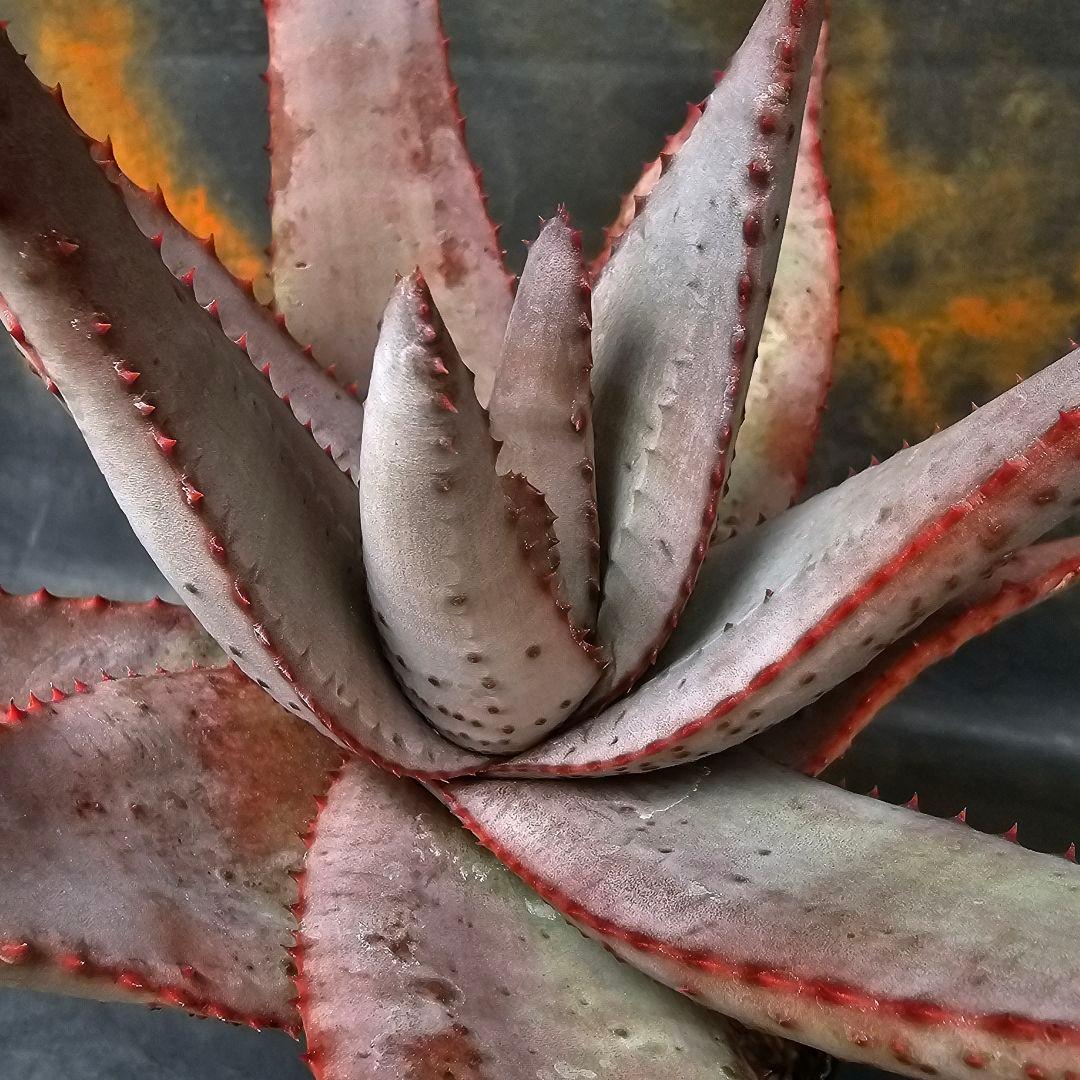 マ*ナ様 メルカリ便発送☆多肉植物 アロエ 達磨コニフェラ