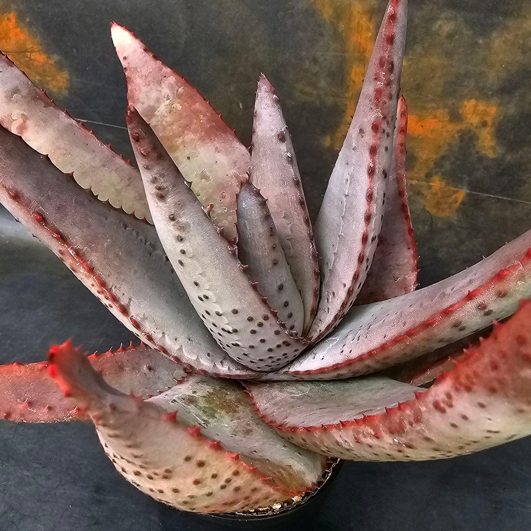 マ*ナ様 メルカリ便発送☆多肉植物 アロエ 達磨コニフェラ