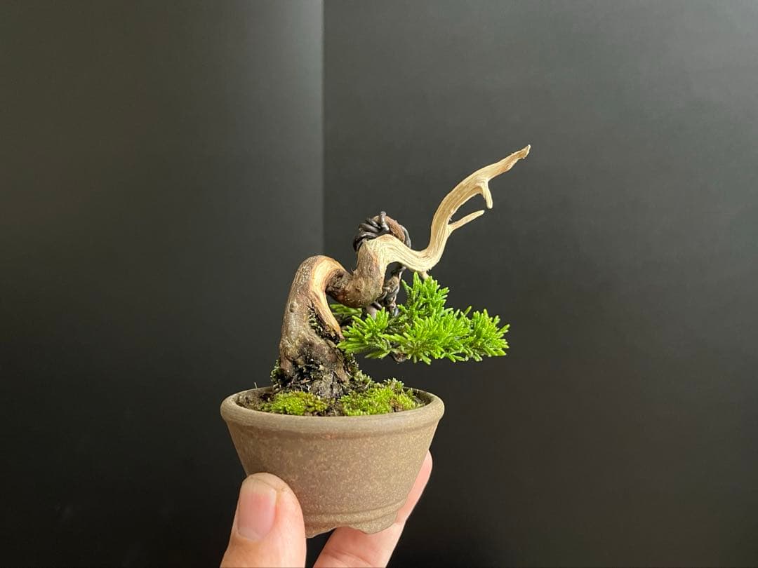 真柏盆栽 糸魚川真柏 ミニ盆栽 捻転幹 樹高天ジン含まず6.5cm ミニミニ