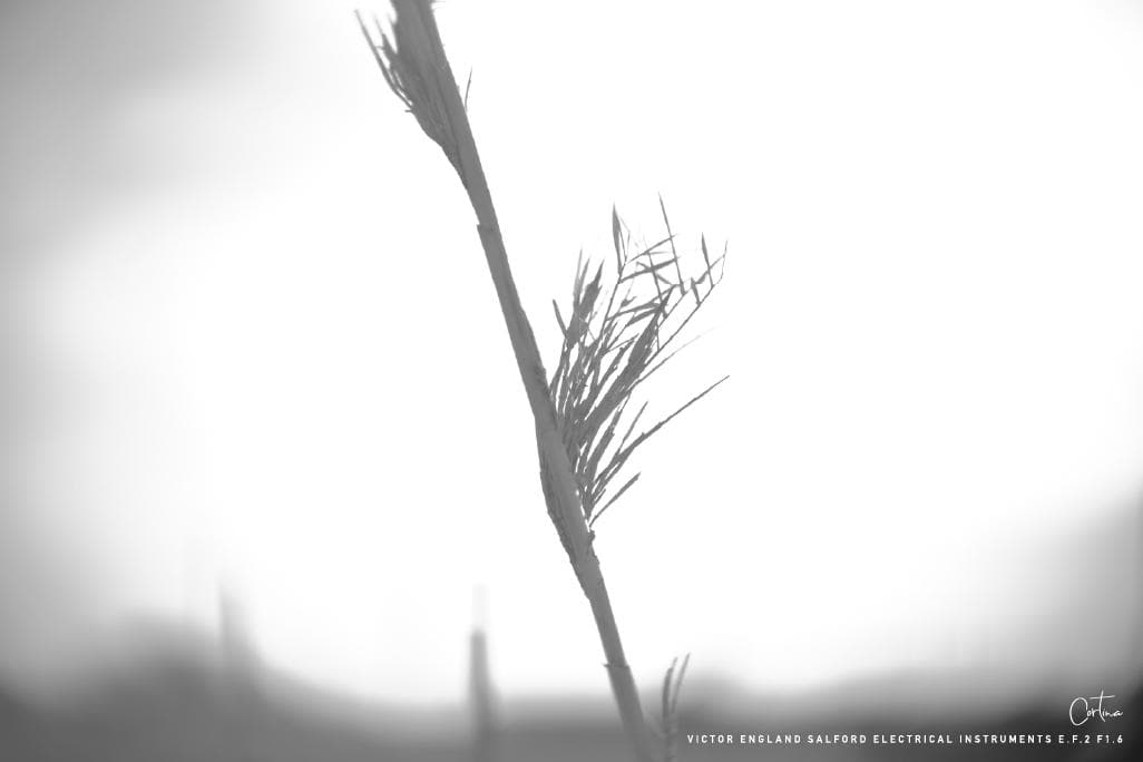 M42マウント VICTOR ENGLAND E.F.2 F1.6 ぐるぐるボケ