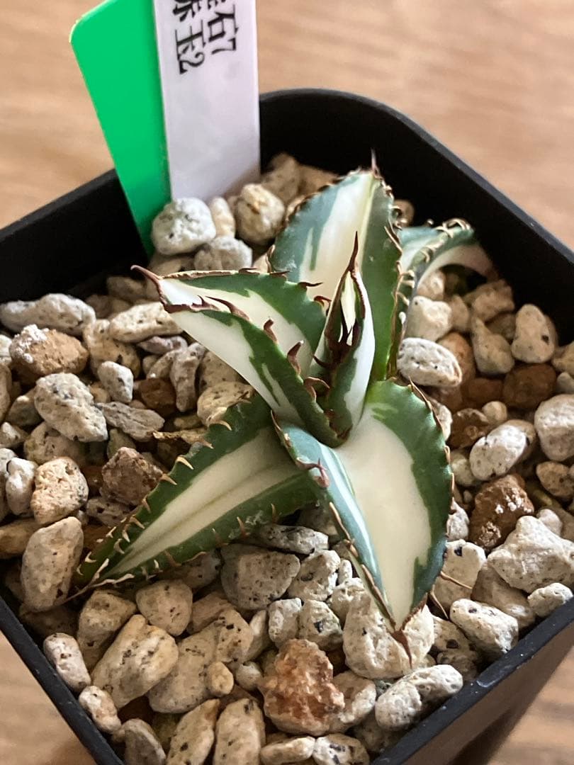 サービス品 【鉢ごと発送】速達 アガベ 太陽神錦 白中斑 TC - メルカリ