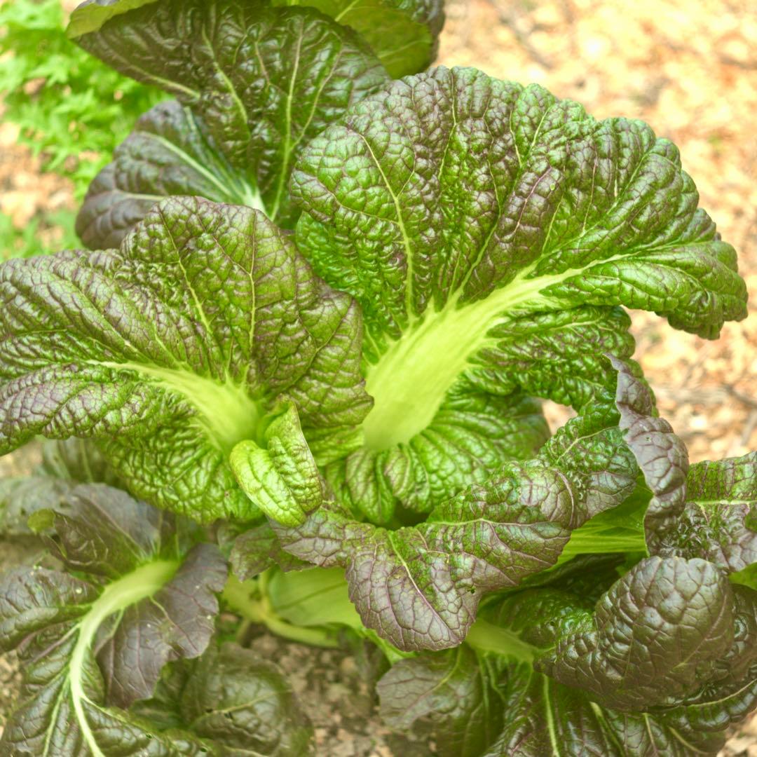 希少品❗️作例付き❗️Zunowの中判レンズ　zuminor 7.5cm f3.5