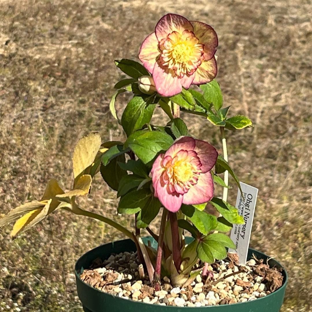 ぽ*の様 ☘️超レア☘️❤️根充実❤️⭐️超⭐️沢山新芽元気株❤️3272⭐️超