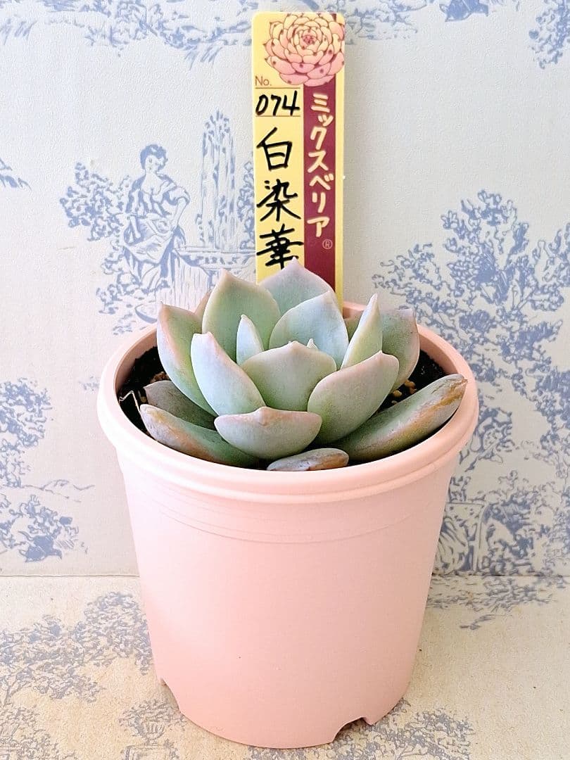 白染華 札付きポットごとメルカリ便おらいさん苗ミックスベリア - メルカリ