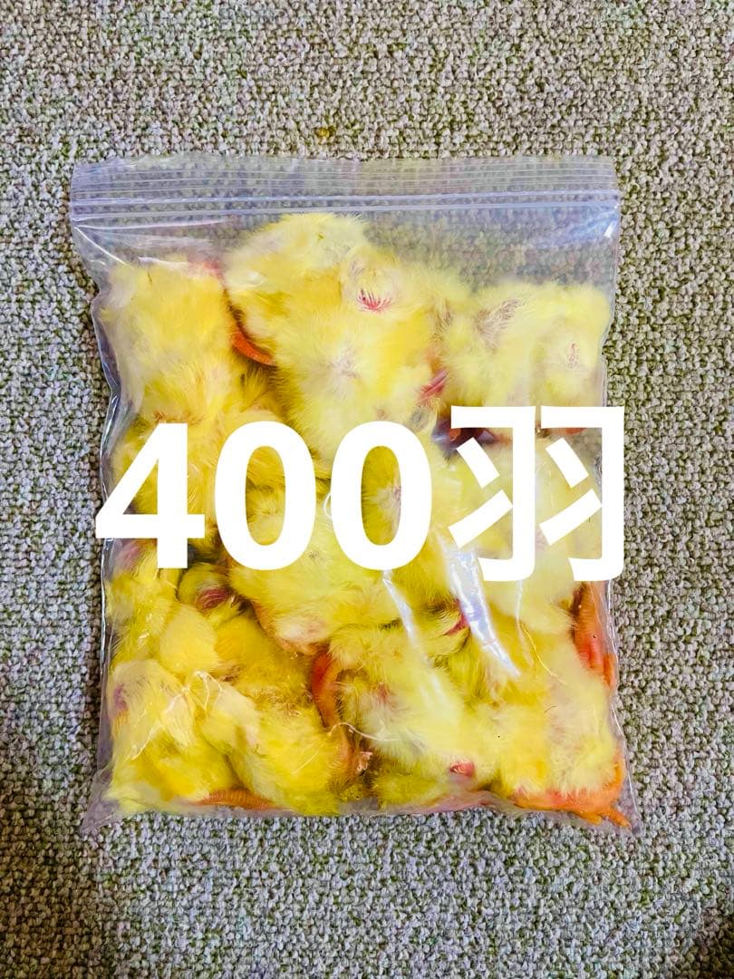 リピート購入で＋10羽】 送料無料 国産 新鮮安全 冷凍ひよこ 400羽