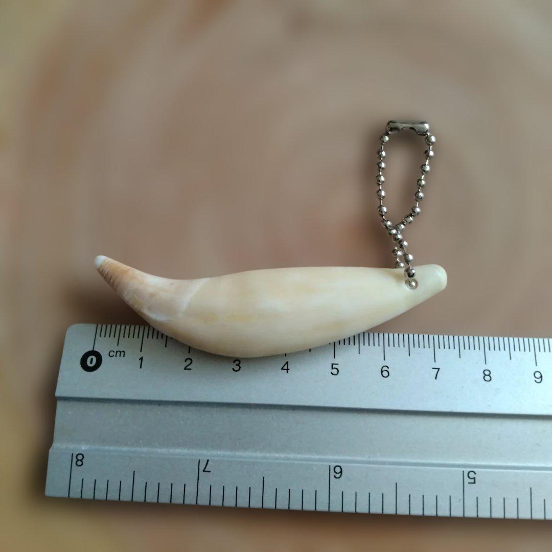 熊牙キーホルダー約7cm ヒグマの牙 ヒグマ 羆 魔除け 災難除け - メルカリ