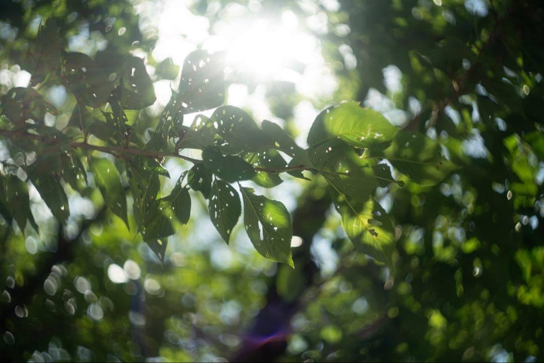 分解清掃済 Helios-44M 58mm f2 2 - メルカリ