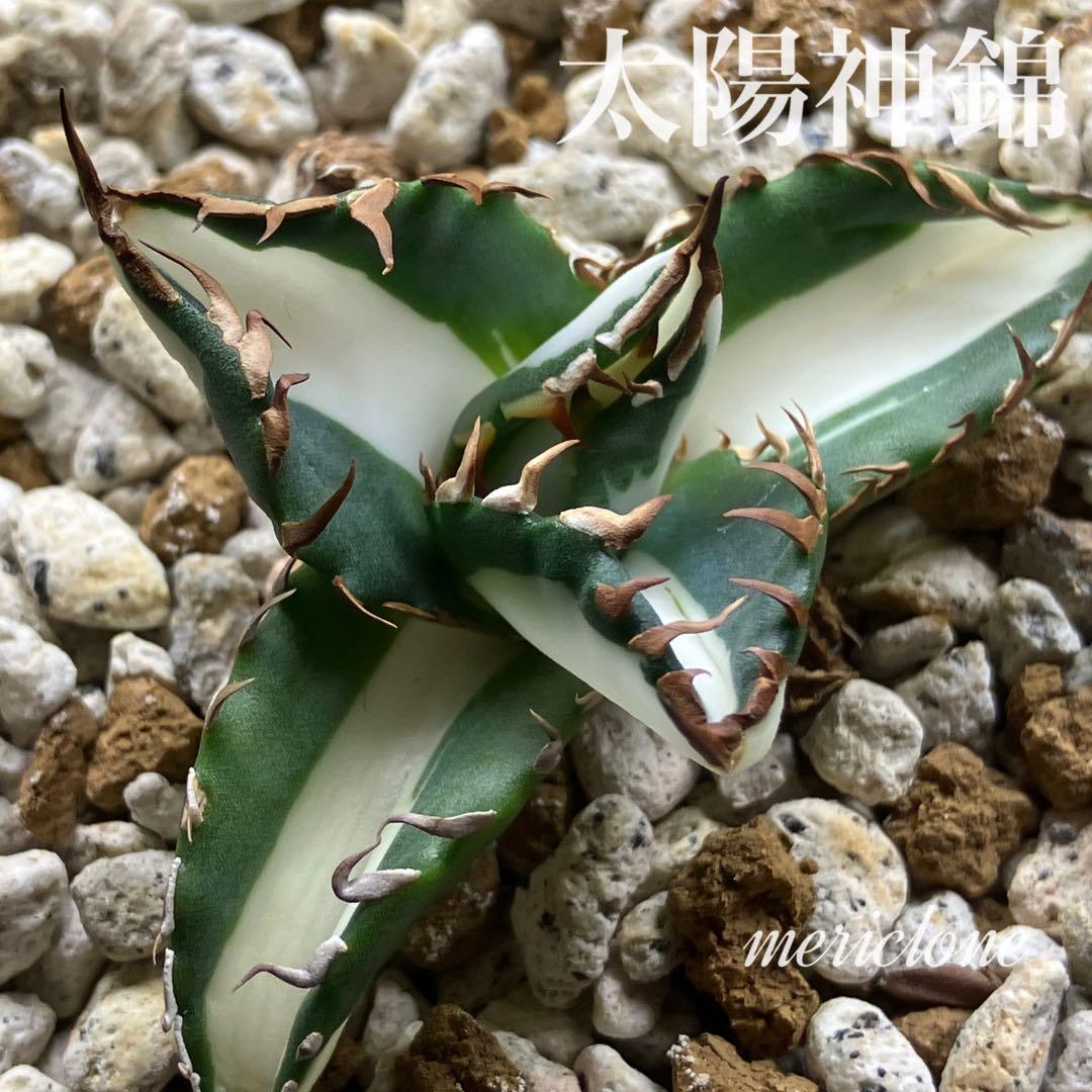 速達【鉢ごと発送】③強棘 アガベ 太陽神錦 白中斑 TC 発根済み - メルカリ