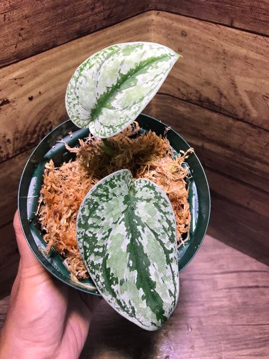 ステファニーコーム エメラルドプティ Emerald アウトレット Petit