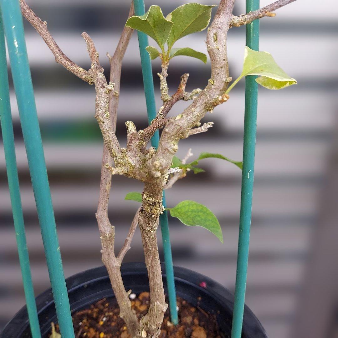 ブーゲンビリア レッド 斑入り‼️No.61 らくらくメルカリ便発送‼️