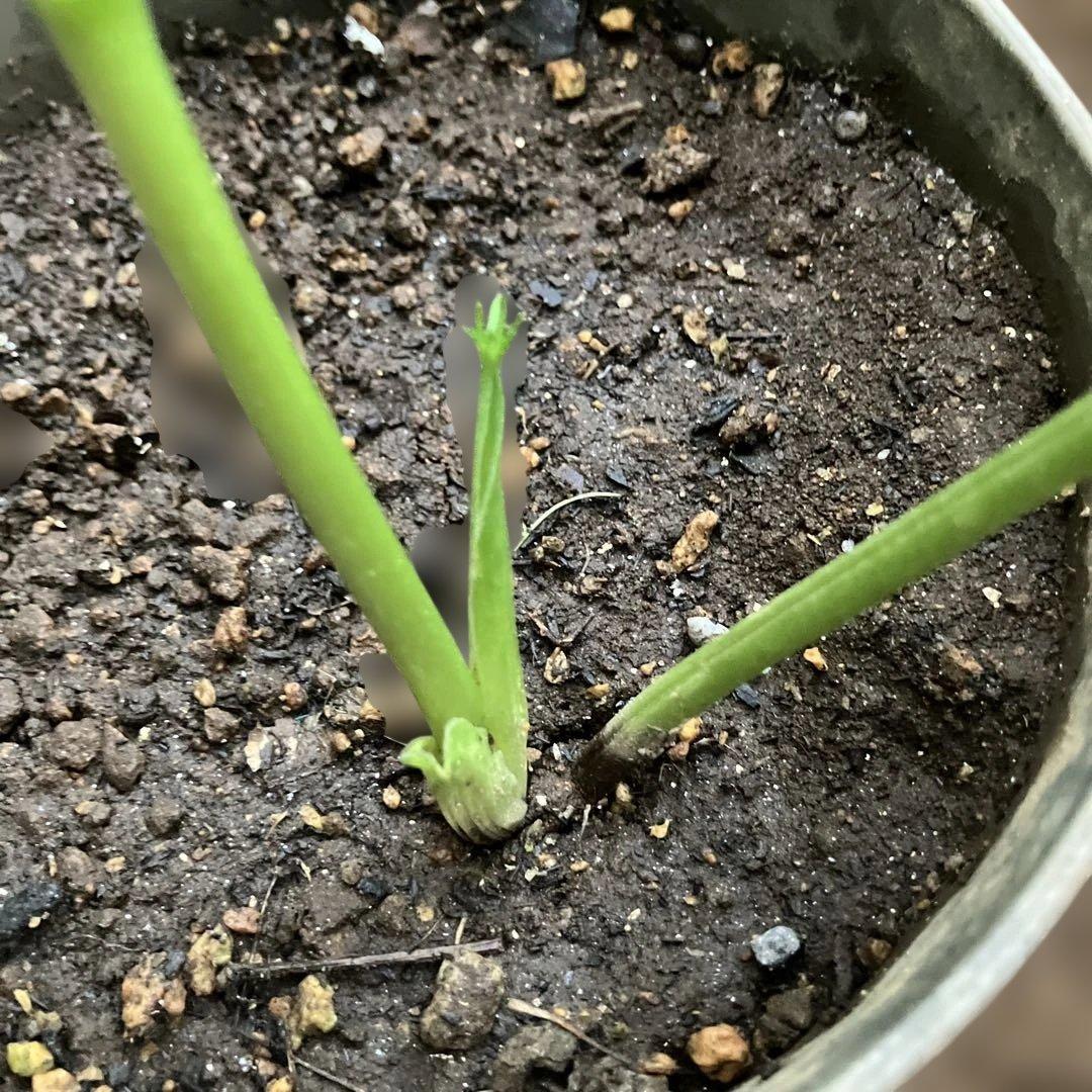 クリスマスローズ原種 リグリクス - メルカリ