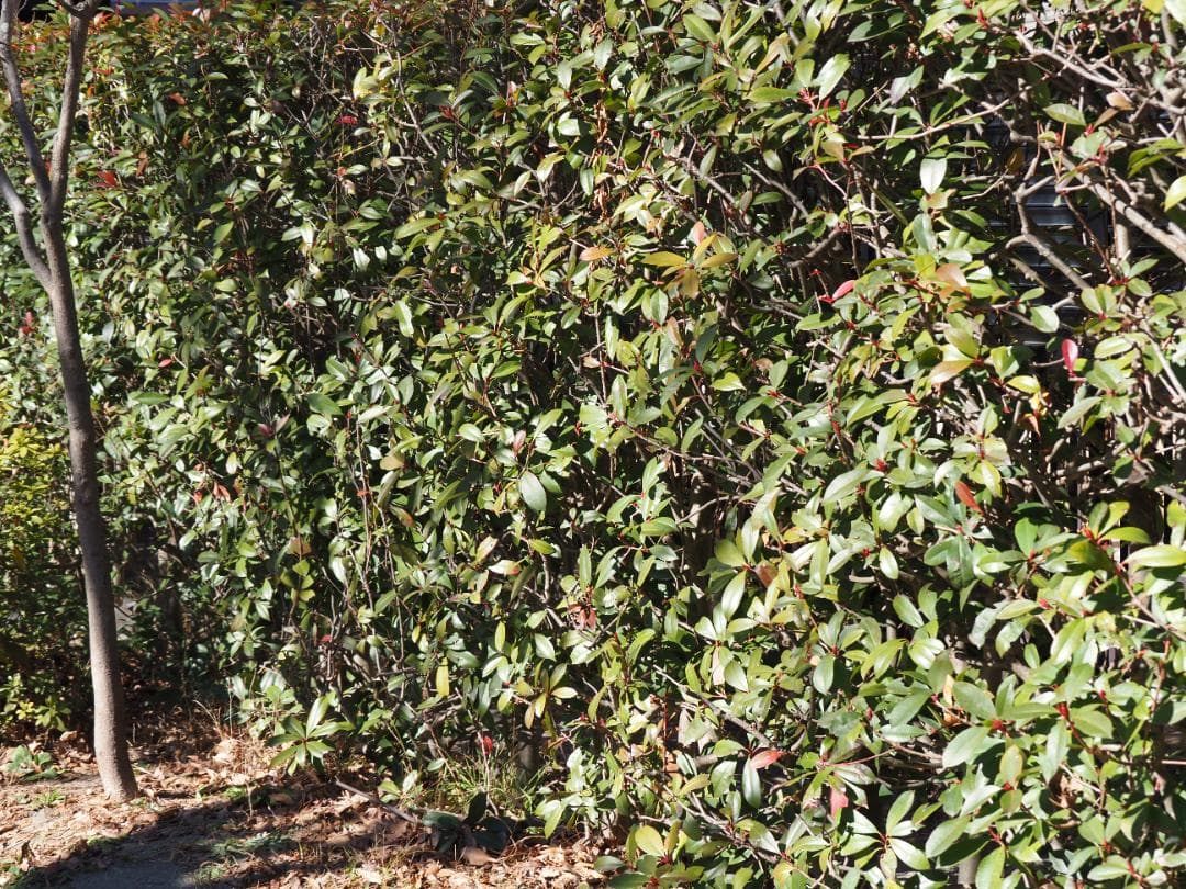 レンズ(ズーム) LUMIX G VARIO 14-140mm F3.5-5.6 II