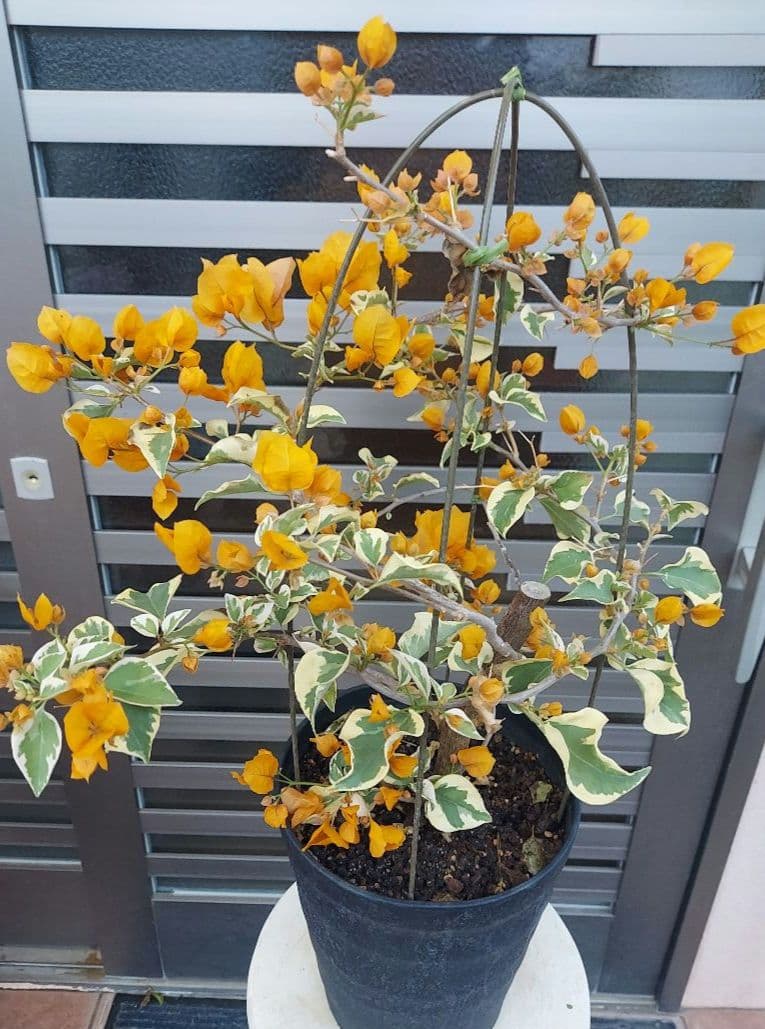 ブーゲンビリア斑入りオレンジイエローNo21 らくらくメルカリ便発送