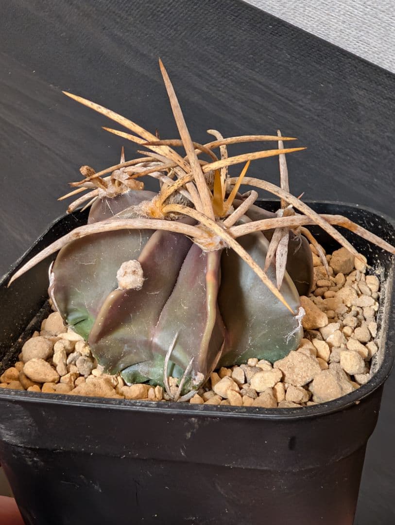 アストロフィツム 水牛大鳳玉 実生 - メルカリ