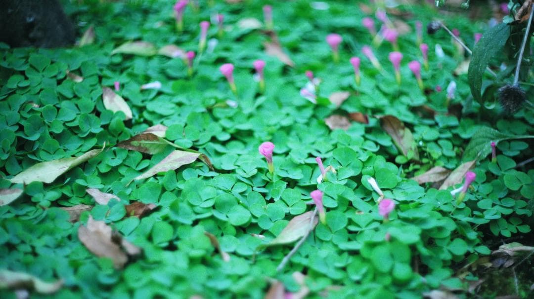 中古・良品】小西六 HEXANON 52mm f1.4 LMマウント - メルカリ