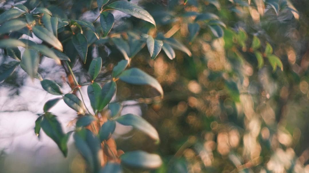 中古・良品】小西六 HEXANON 52mm f1.4 LMマウント - メルカリ