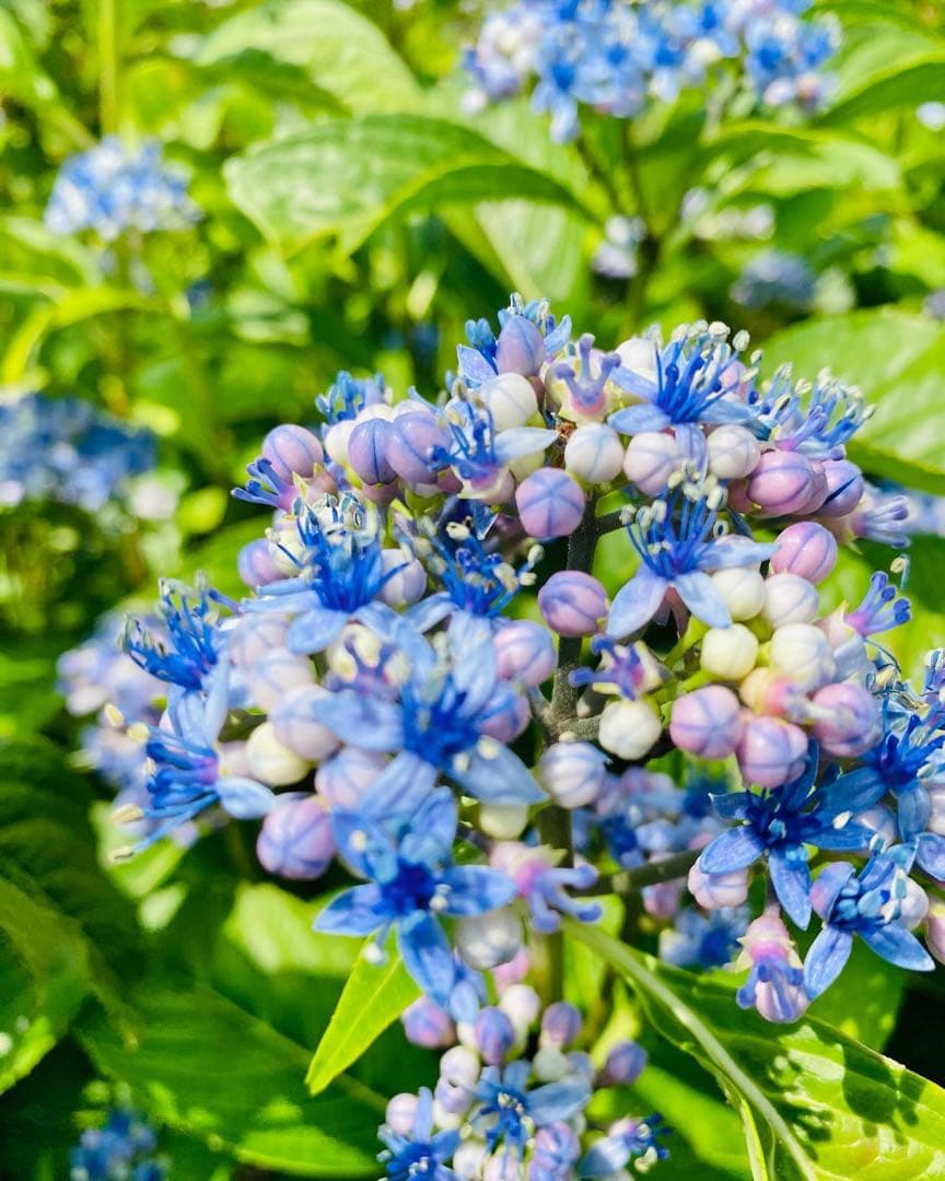 Hanakoさん専用　常緑紫陽花　碧の瞳　/ 76 2本同時購入価格