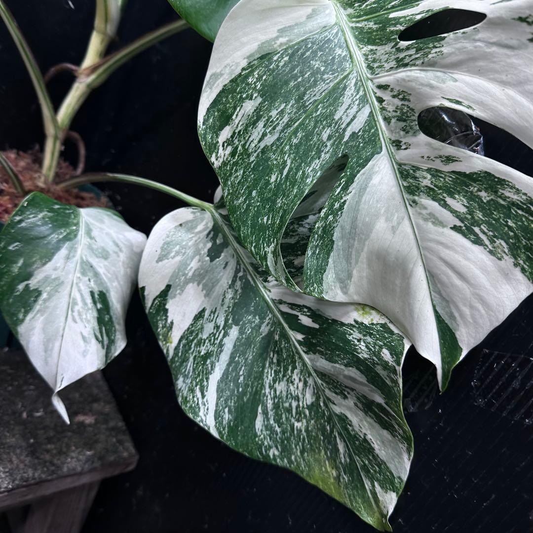 ば*ん様 斑入りモンステラ ホワイトタイガー極美大株51cm白斑多 - メルカリ