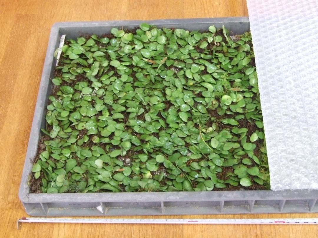 teru3様専用 コケ各種8パレットとカサゴケ15本入1パック - メルカリ