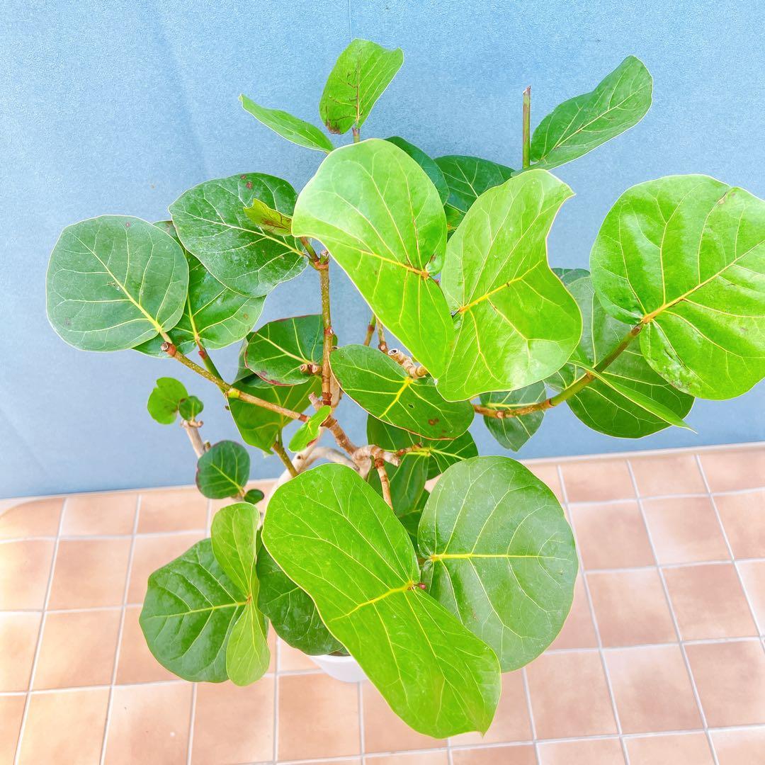 現品 海葡萄 シーグレープ 曲がり 1番 観葉植物 希少 インテリア