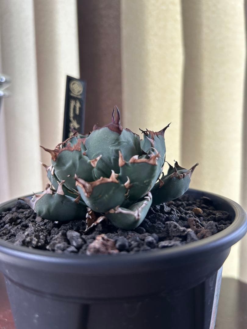 アガベ チタノタ 九尾の狐 - メルカリ