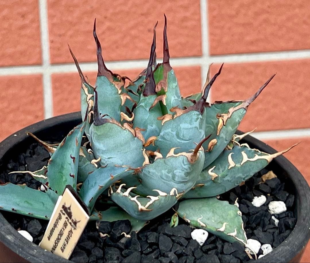 t*s様 アガベハイブリッド BB×エボリスピナ仔株（ジェレミー株