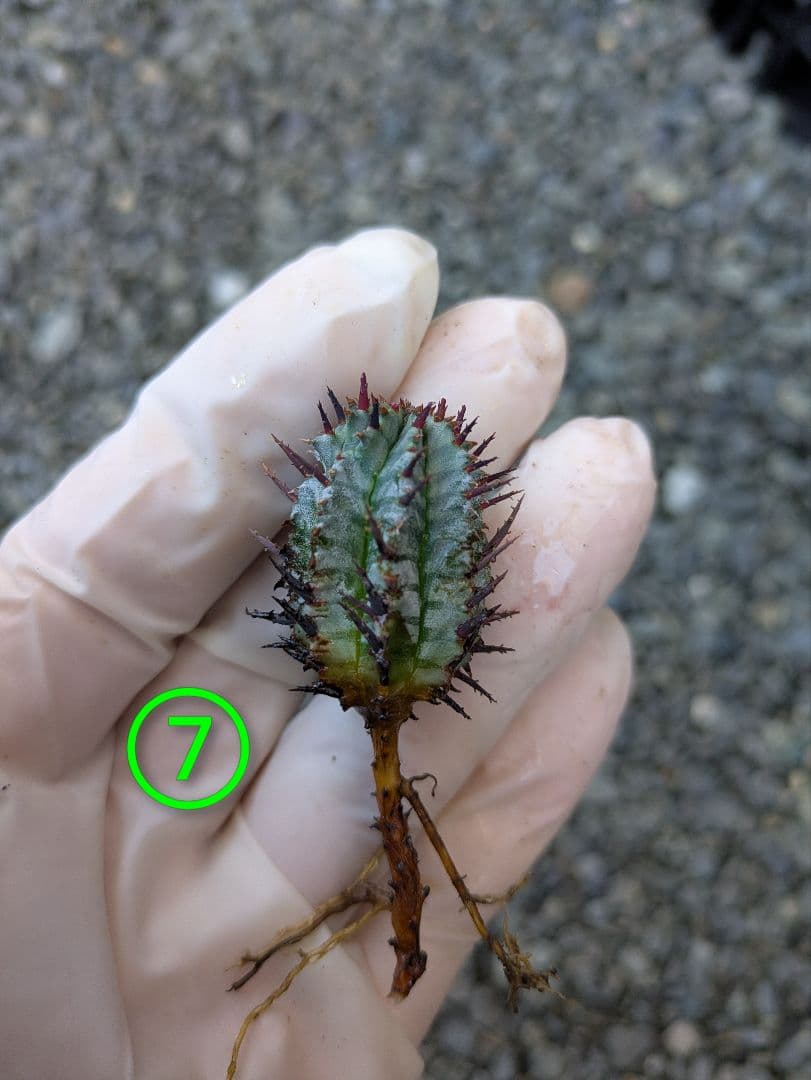 ケンさま専用【ユーフォルビア】 ホリダ宇田ゼブラ子株⑦⑨ - メルカリ