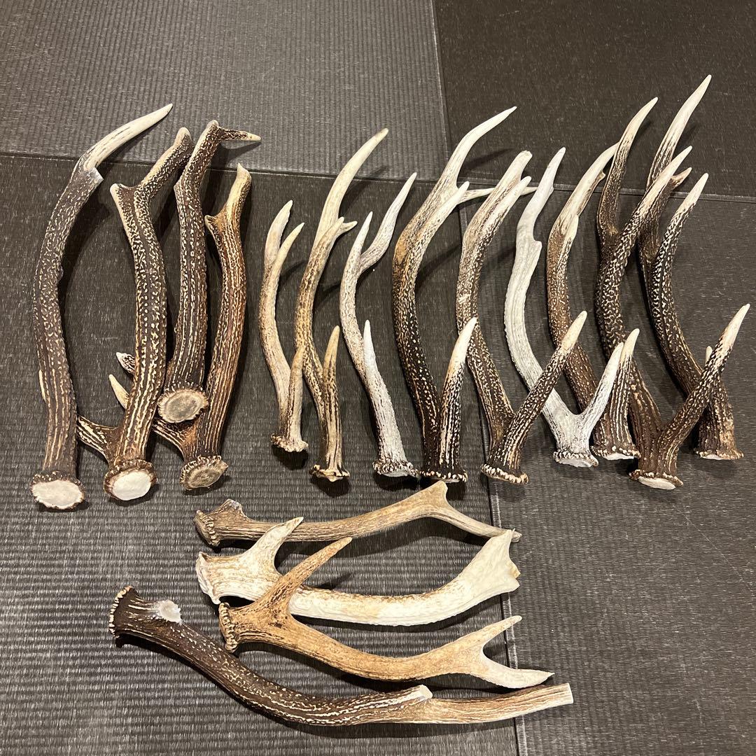 鹿のツノ17本 房総ジビエクラフト】工芸・壁飾り用天然素材『日本鹿の角 一対』大