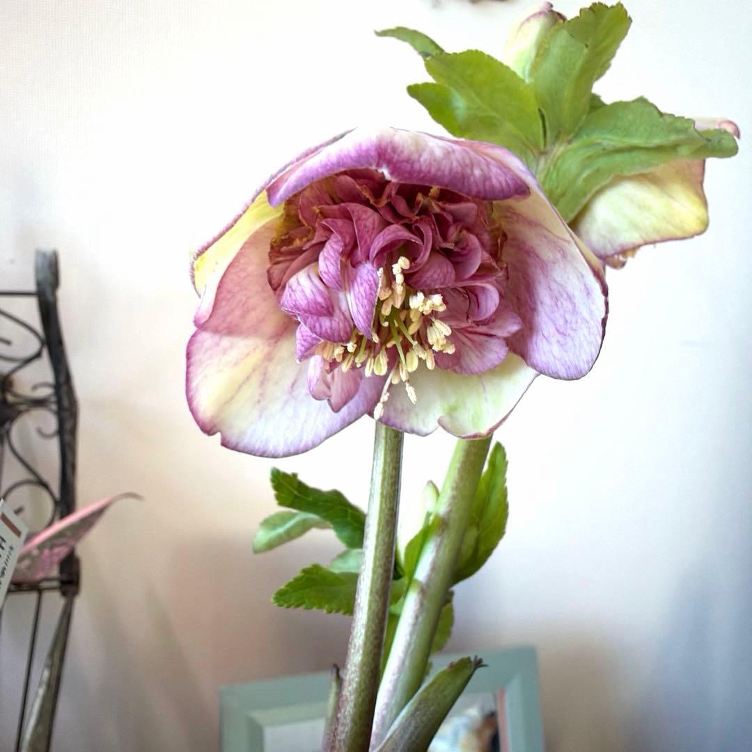 【加藤農園】クリスマスローズ　認定モーリープリマヴェーラ《1/19》