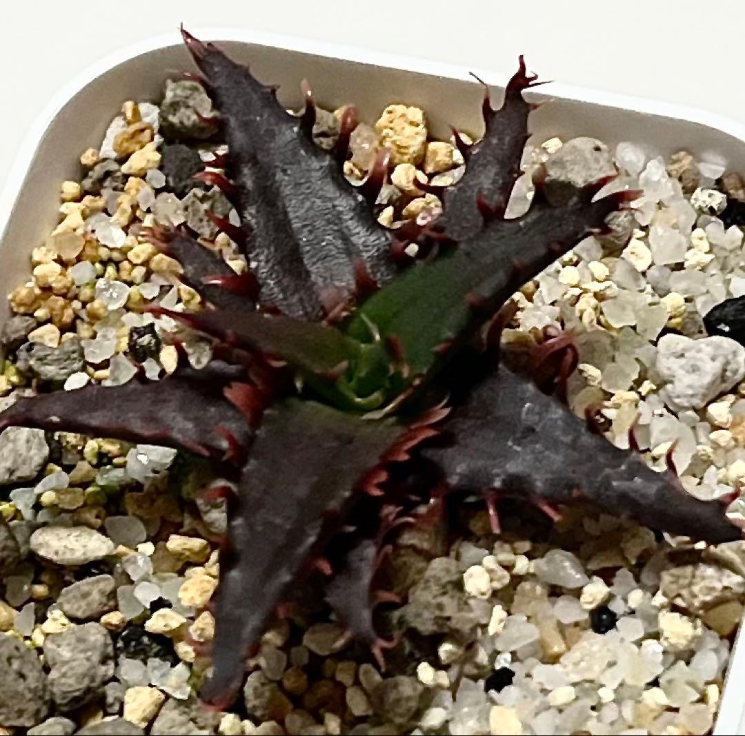 ◾️アロエTCTハイブリッド【子株】カスティロニアエハイブリッド 第四