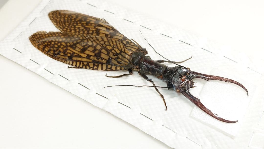 巨大！ヘビトンボ標本 15cm級 - 標本人気 商品 通販