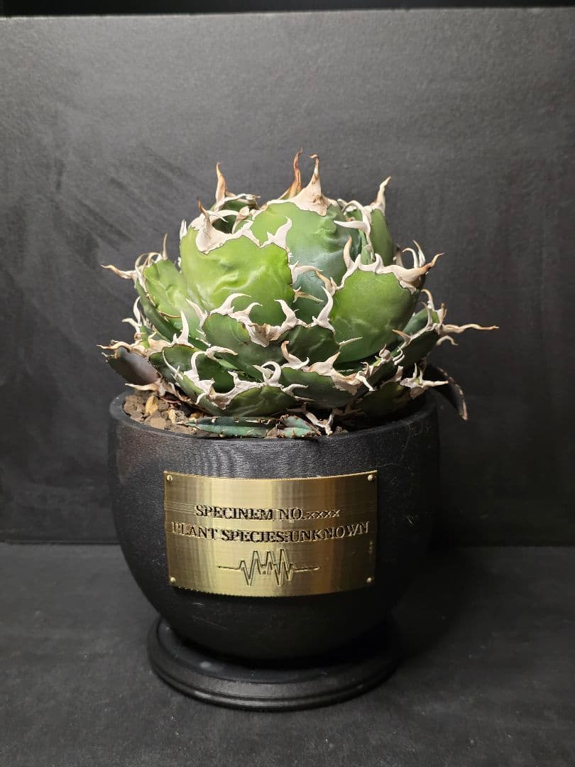 アガベ チタノタ 白鯨 陽炎タイプ 選抜株 親株 子株4つ付き