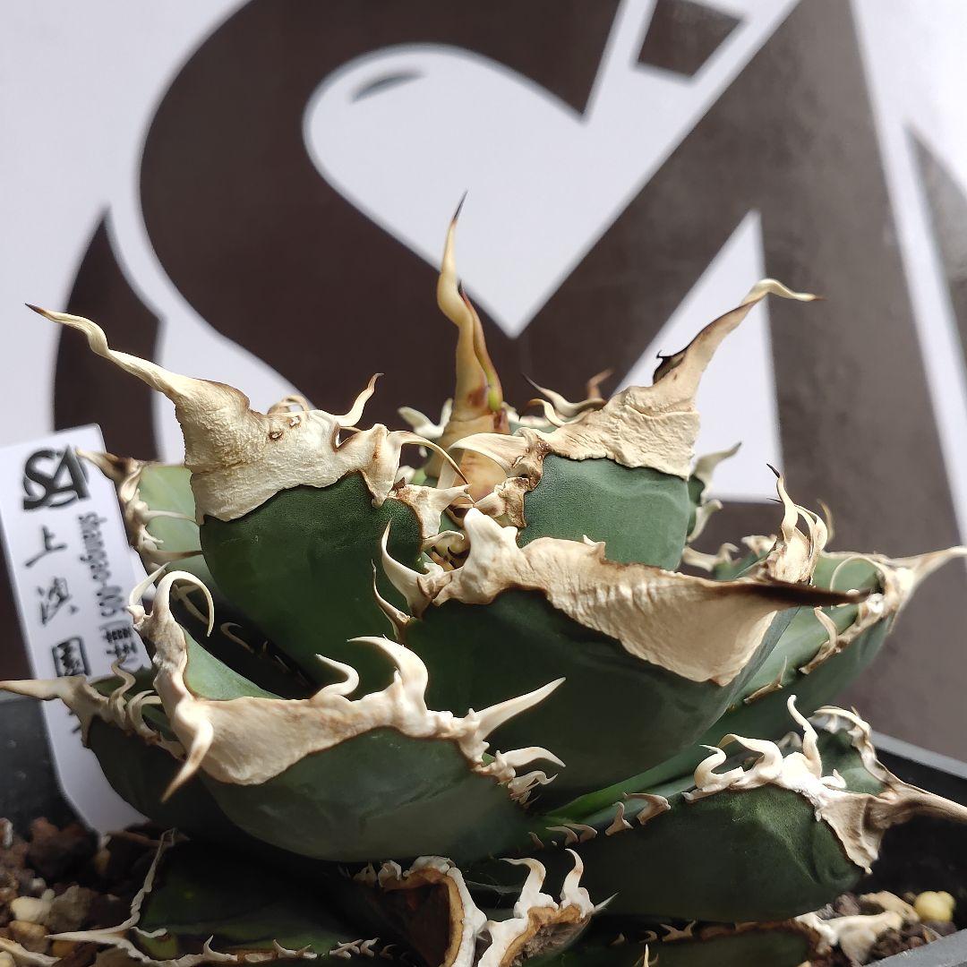 890 【上澳園芸】 アガベ チタノタshangao-005 車手（レーサー