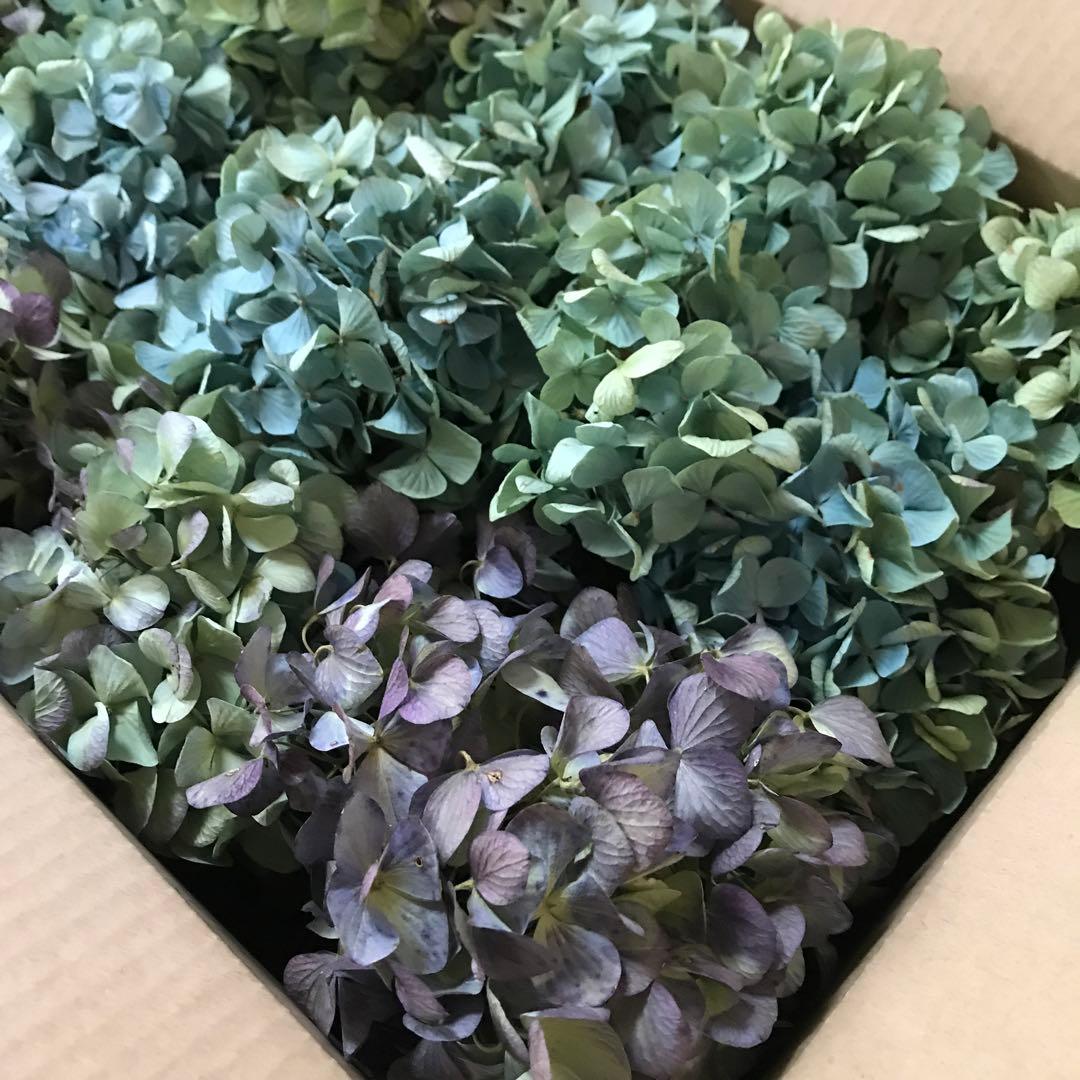 紫陽花ドライフラワー O4 80サイズ 北海道産 - メルカリ