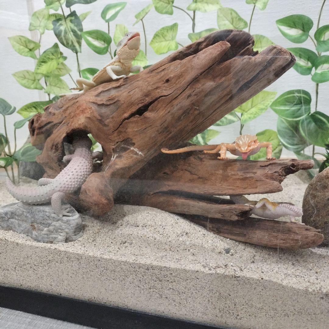 No.1154】シェルター流木 爬虫類レイアウト✫インテリア✫エアー