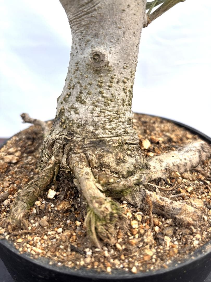 オリーブの木 盆栽風 ルッカ 6号 約30cm NO.808 人気品種 現品掲載