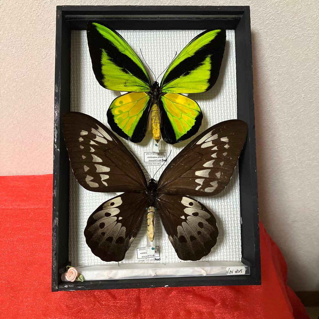 大型ゴライアスアゲハ♂♀ レア仕様 YACHT-MASTER REF.16628 – ロレックス専門店 クォーク京都店