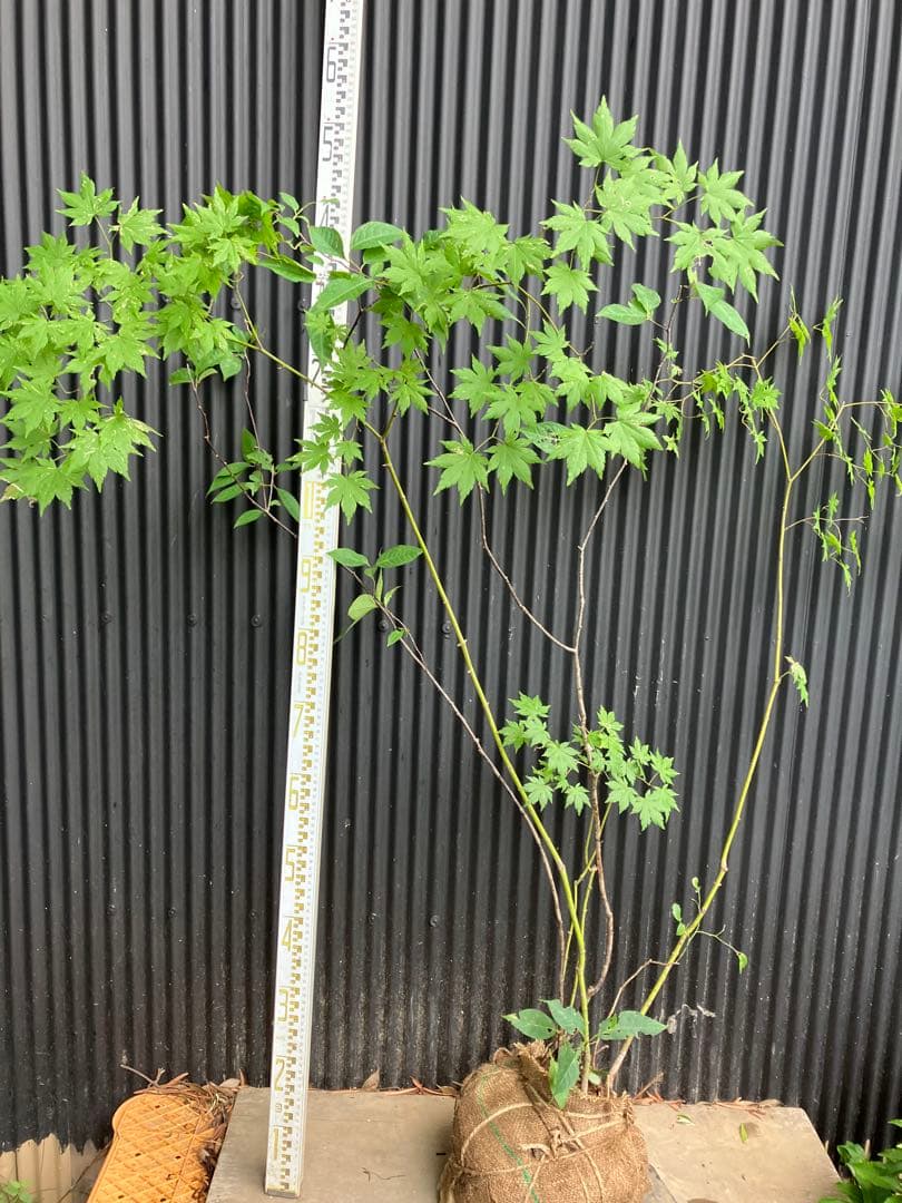 hirooo様専用です！ 山採り ヤマモミジ ウワミズザクラ 混合株 - メルカリ