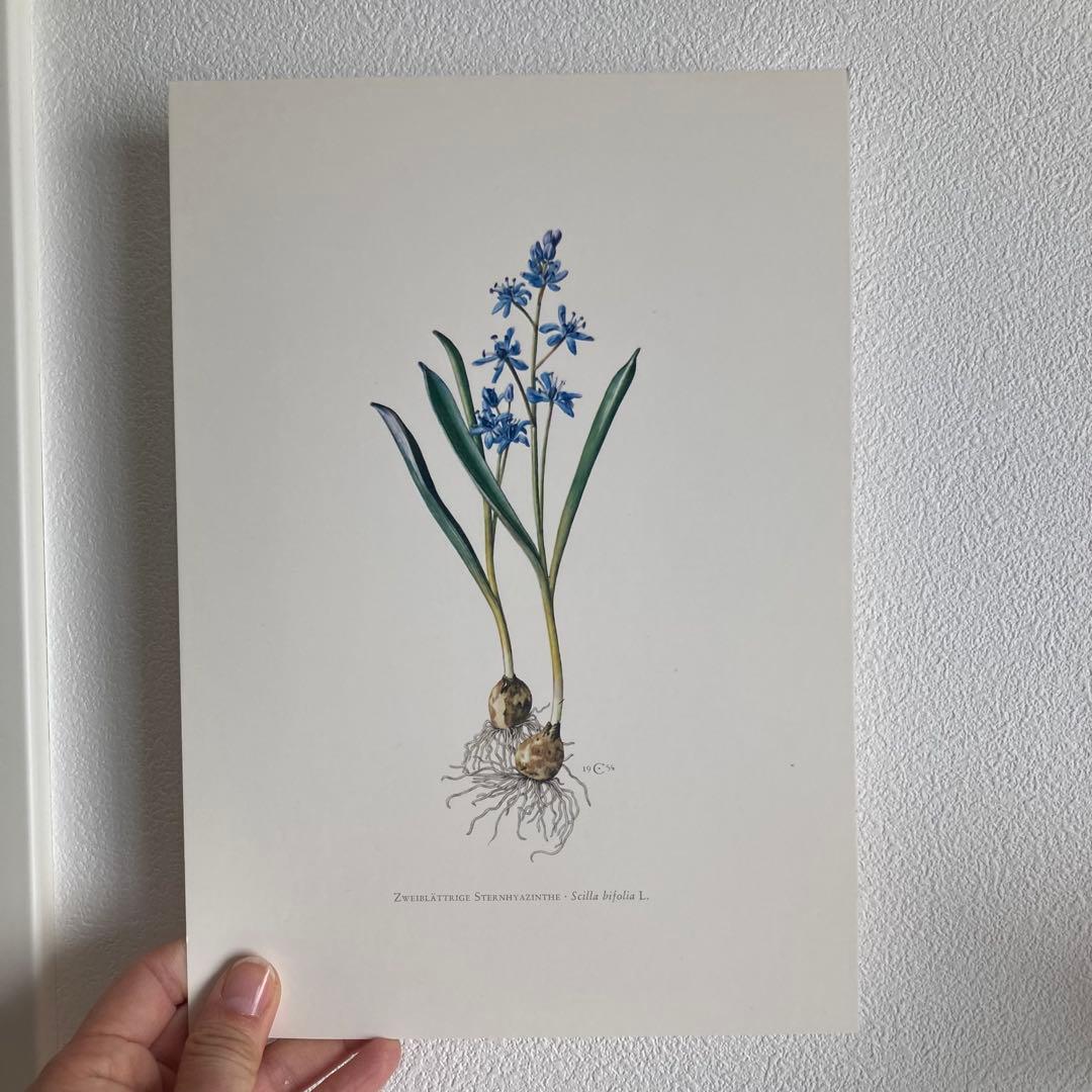 L938洋書古書1957年ドイツ発行美しい植物画プレートが168枚入った