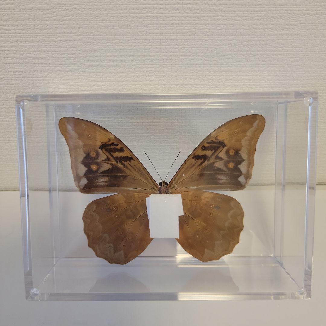 蝶の標本 モルフォの世界(A特A) - メルカリ